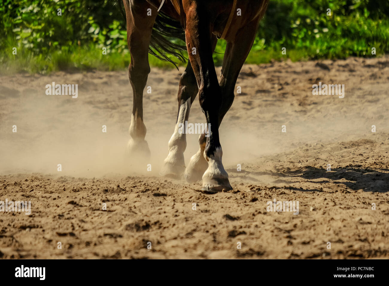 Horse Feet High Resolution Stock Photography and Images Alamy