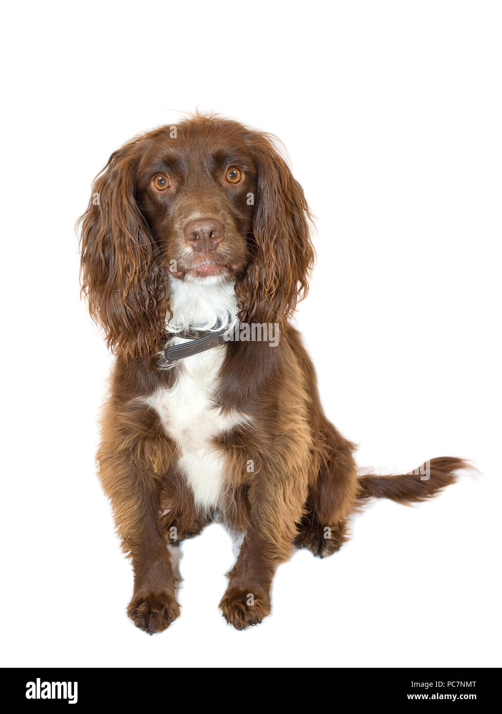 Male Sprocker Spaniel on isolated white background Stock Photo