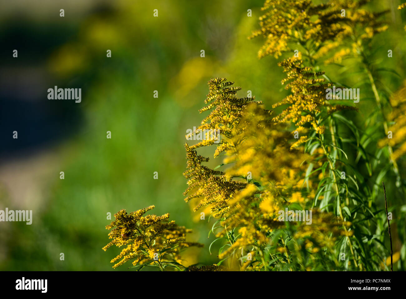 Solidago blooming on the summer field. Stock Photo