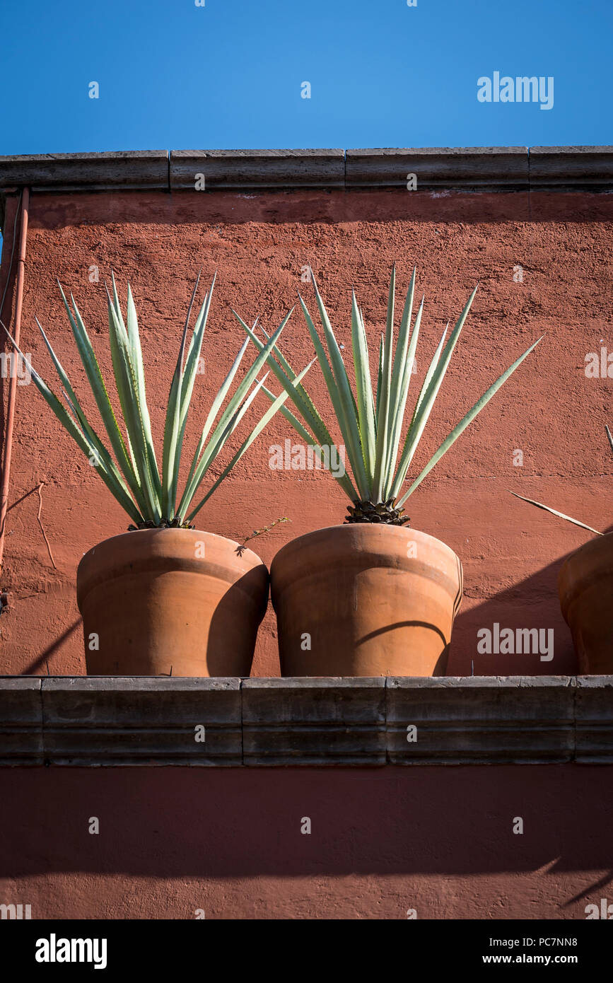 San Miguel de Allende, Potted agave plants on a roof in a colonial-era city, Bajío region, Central Mexico Stock Photo