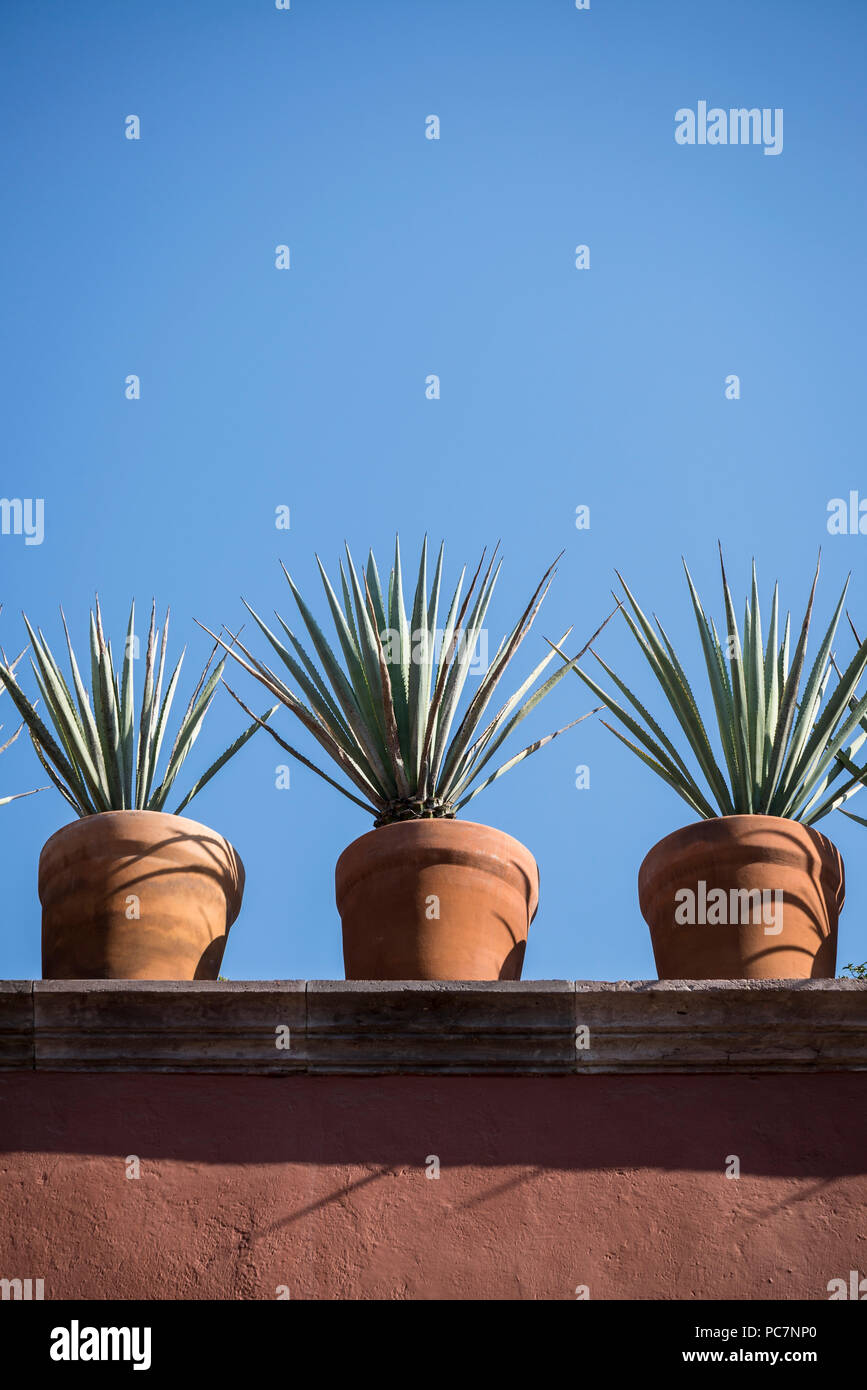 San Miguel de Allende, Potted agave plants on a roof in a colonial-era city, Bajío region, Central Mexico Stock Photo