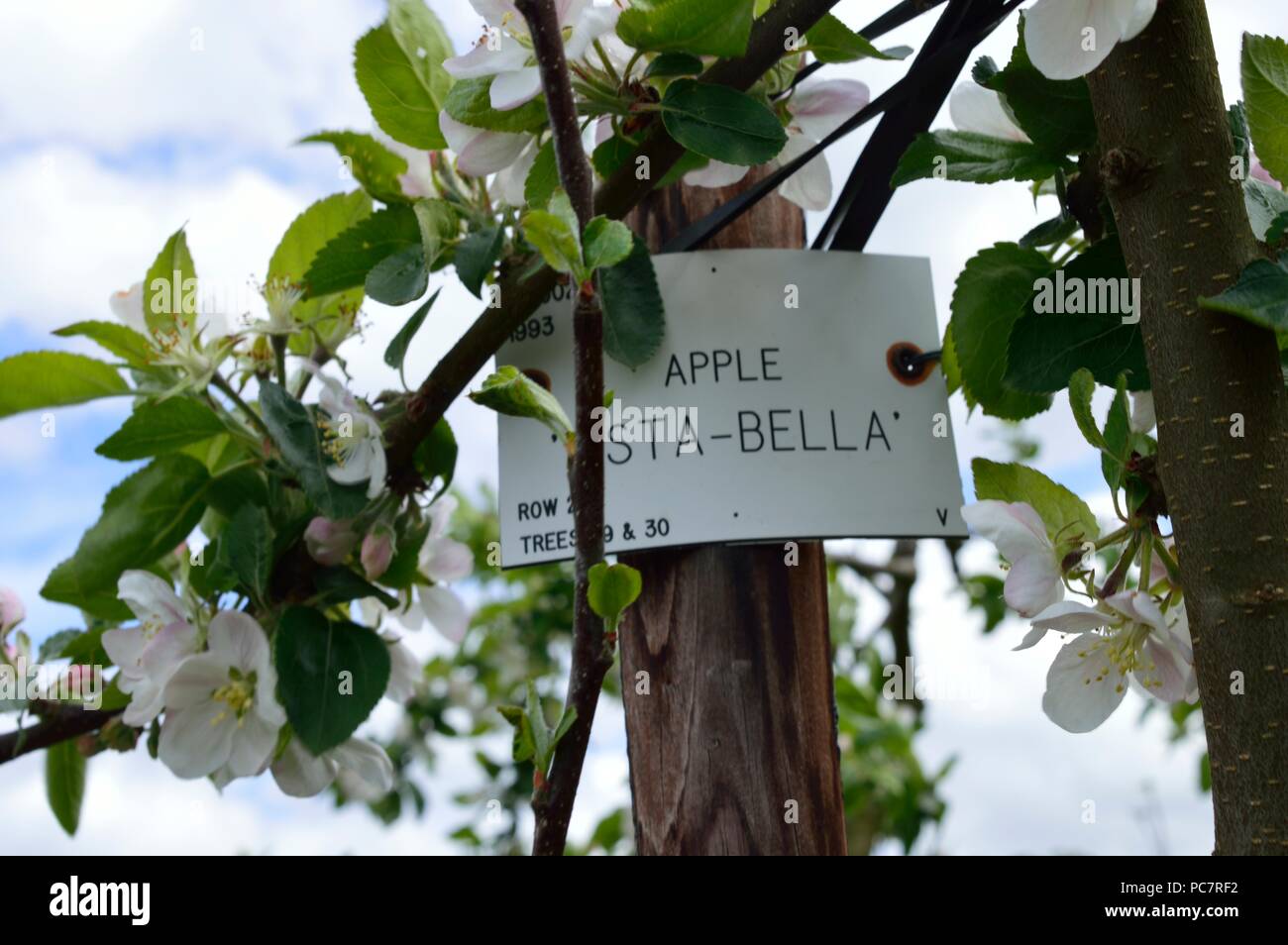 Apple Vista Bella Stock Photo - Alamy