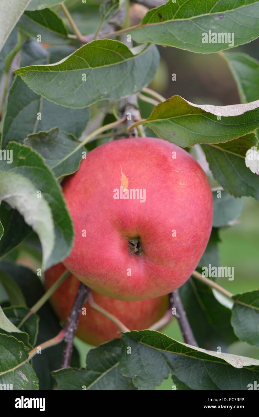Zari hi-res stock photography and images - Alamy