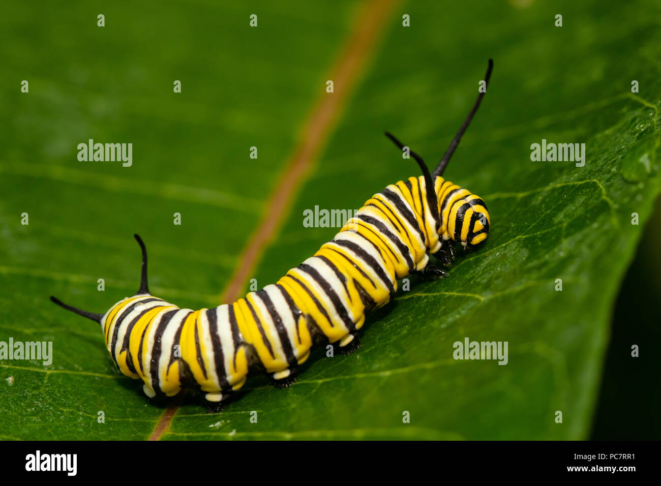 Monarch caterpillar munching on milkweed - Danaus plexippus Stock Photo ...