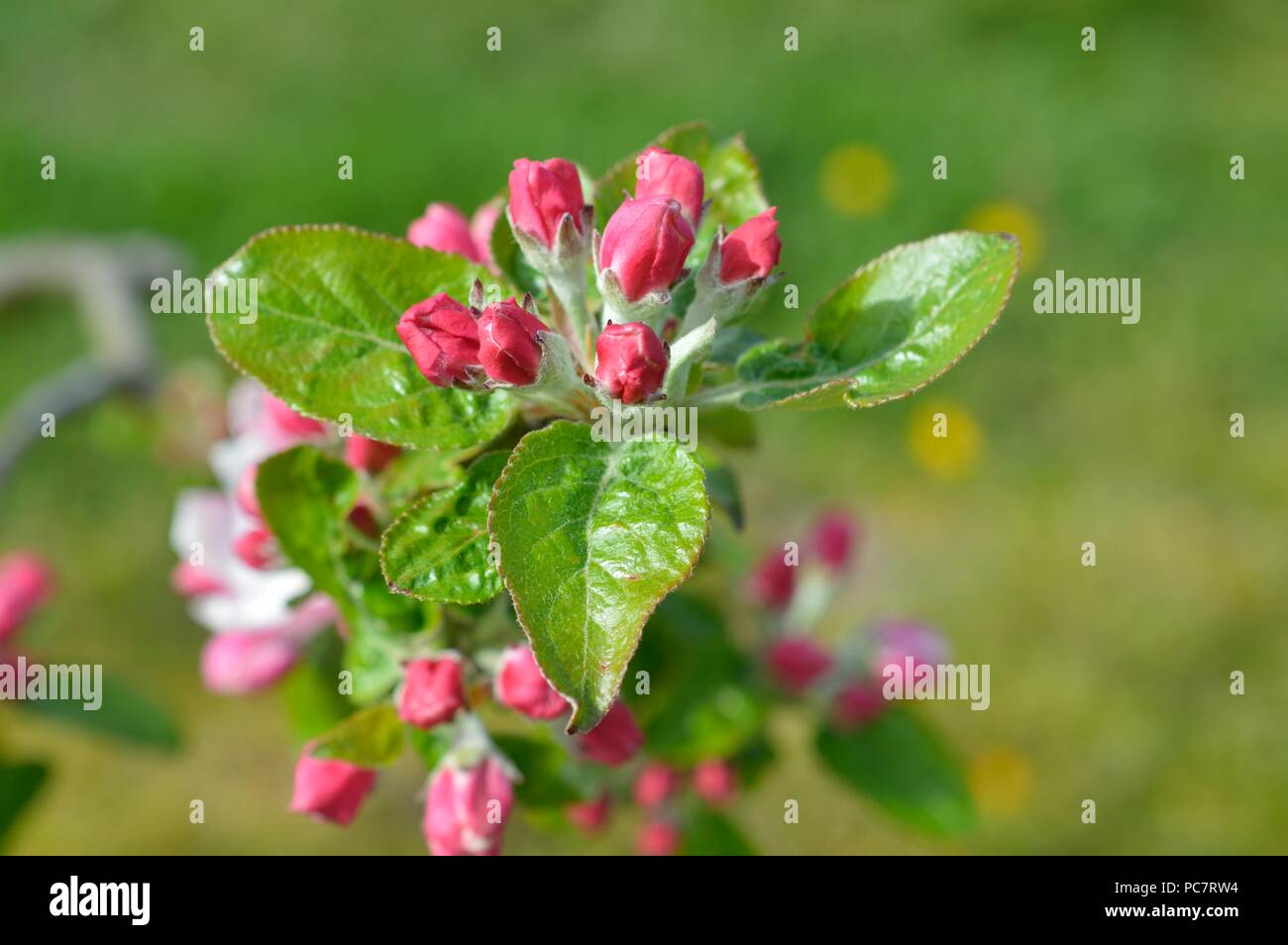 Apple Baumanns Reinette Stock Photo