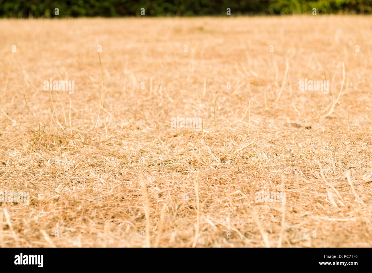 Uk parched grass hi-res stock photography and images - Alamy