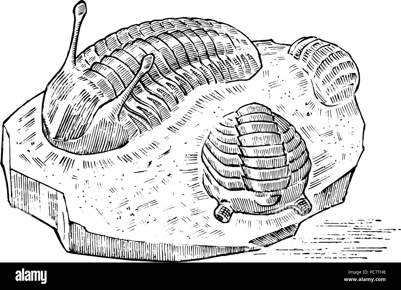 Preserved trilobite specimen. Fragment fossil, skeleton of prehistoric dead animal in stone. Archeology or paleontology. engraved hand drawn old vintage sketch. Vector illustration. Stock Vector