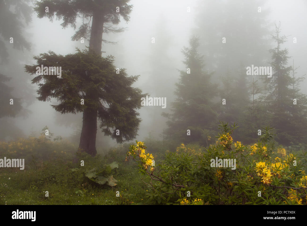 Pine trees, mountain roses (Rhododendron luteum ), wild plants and grass field in fog. The image is captured in the mountain called Sis of Trabzon cit Stock Photo
