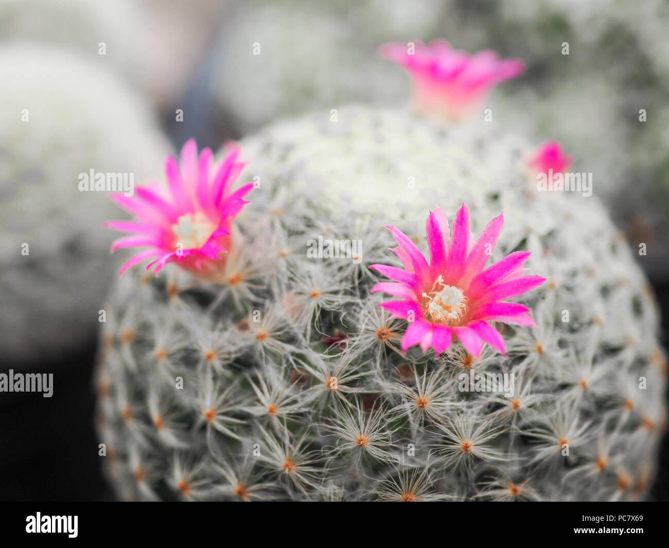 Beautiful Pink Flower Of Cactus In The Small Pot Plant For