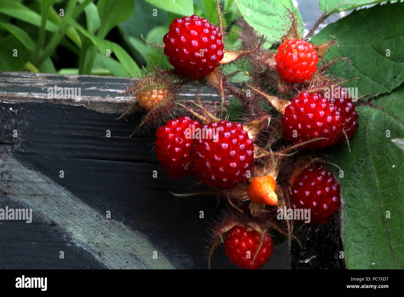 Rubus phoenicolasius (Wineberry). Edible wild fruits Stock Photo Alamy