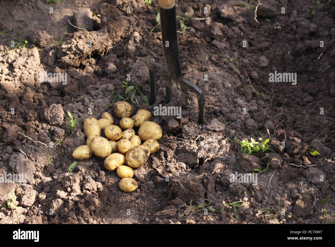 Digging up fresh new potatoes with a garden fork Stock Photo - Alamy