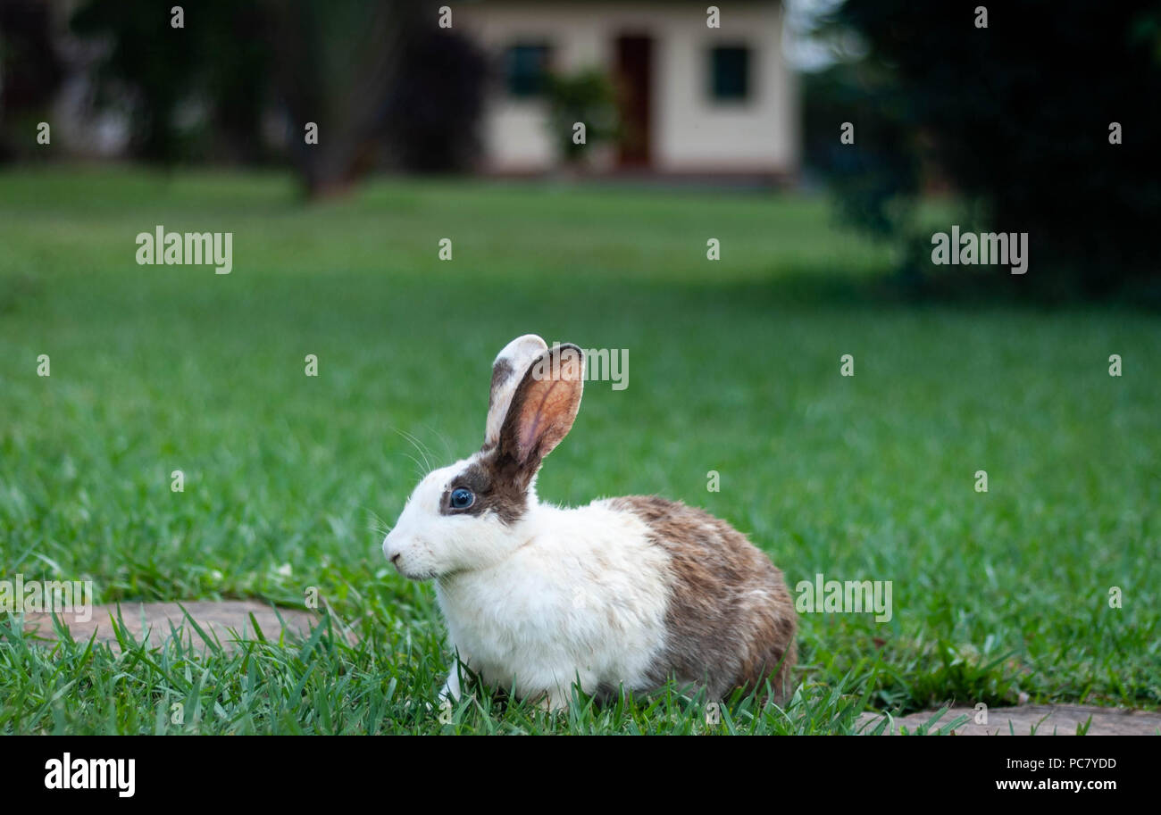 Wild rabbit at the Haven Resort, Jinja, Uganda Stock Photo Alamy