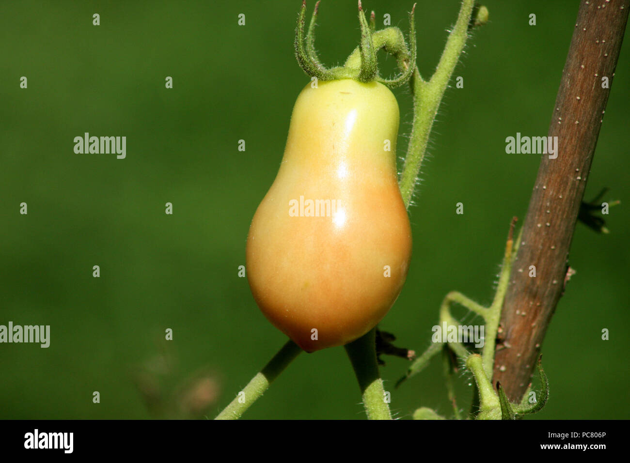Pear tomato growing in the garden Stock Photo