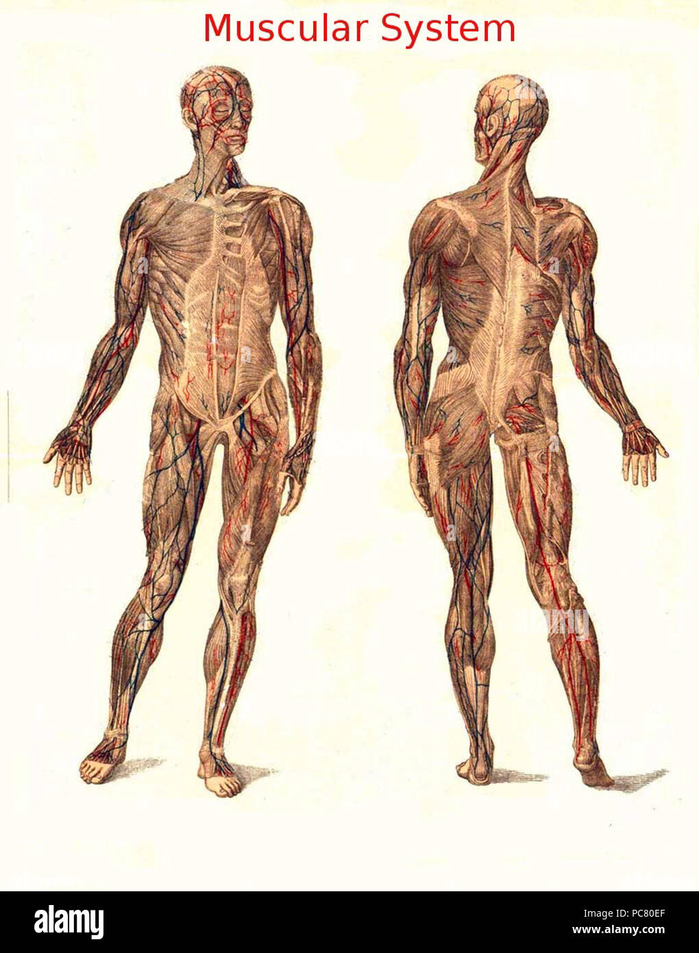 433 Muscular System Stock Photo - Alamy