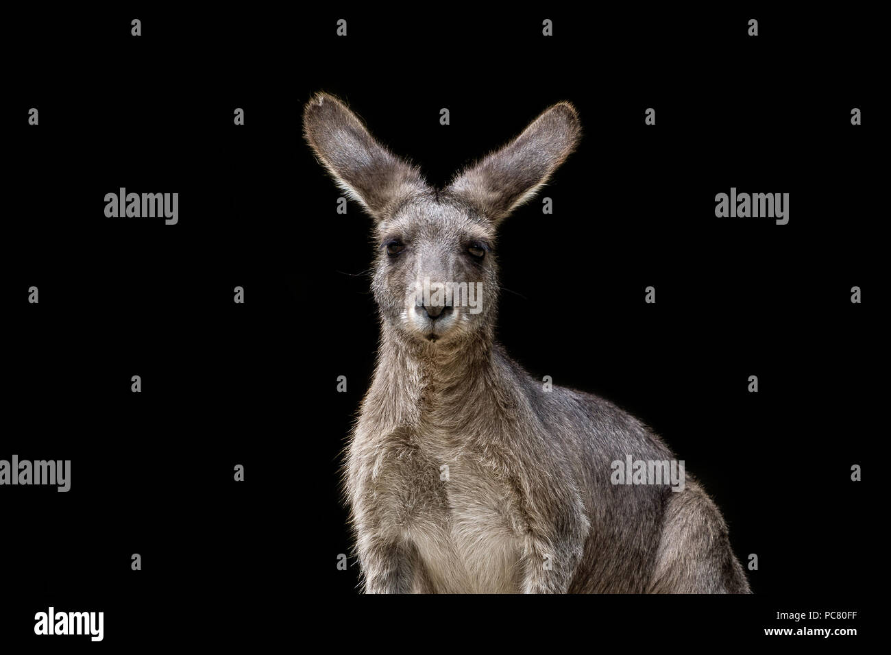The eastern grey kangaroo (Macropus giganteus) is a marsupial found in southern and eastern Australia, with a population of several million. Stock Photo