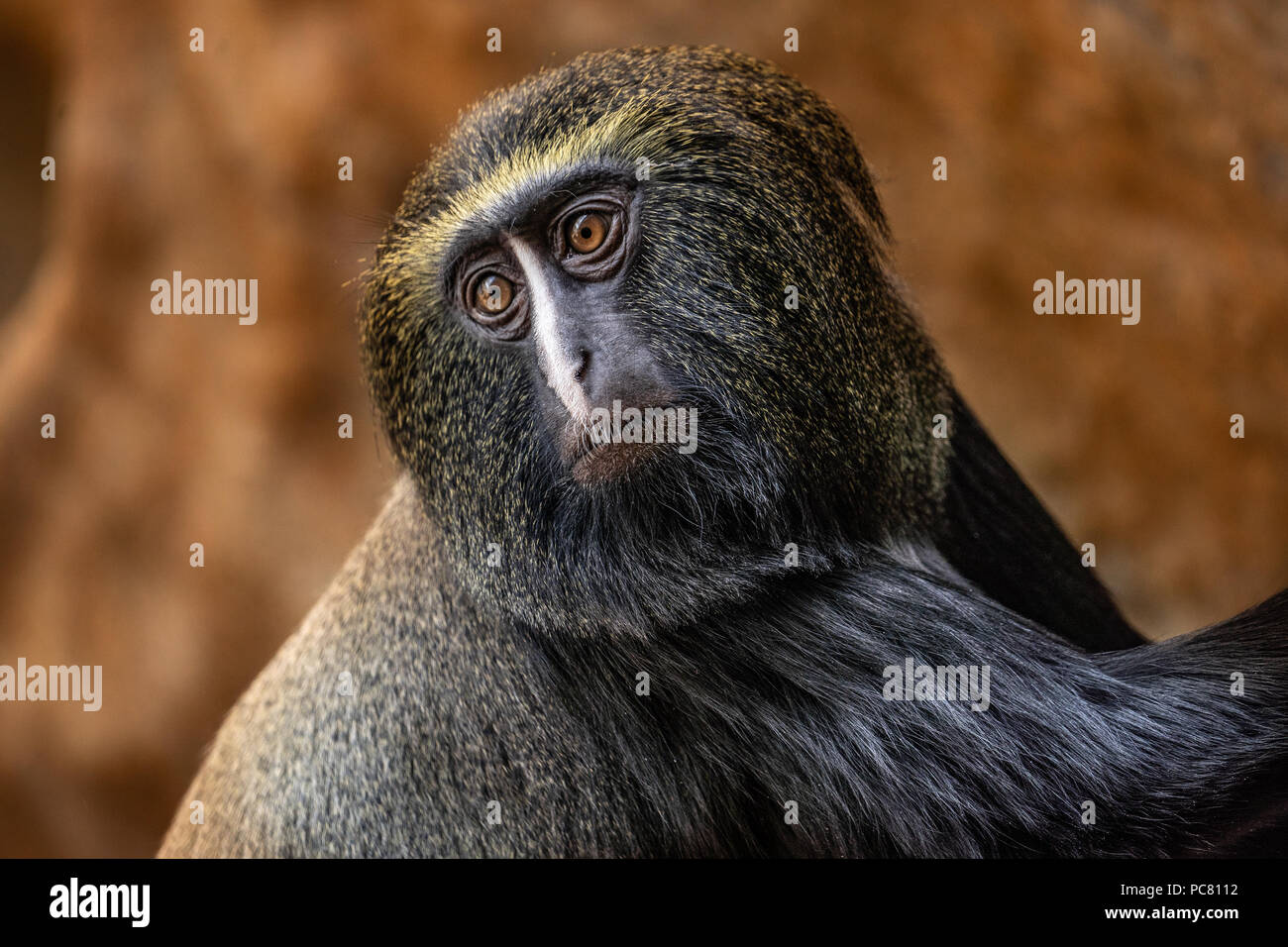 The Hamlyn's monkey (Cercopithecus hamlyni), also known as the owl-faced monkey, is a species of Old World monkey . Stock Photo