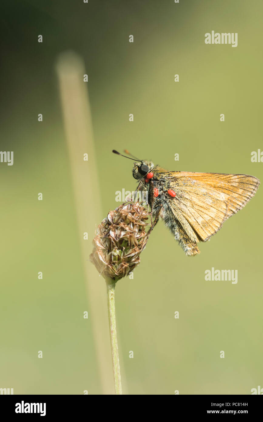 Large Skipper (Ochlodes sylvanus) with red mite infestation Stock Photo