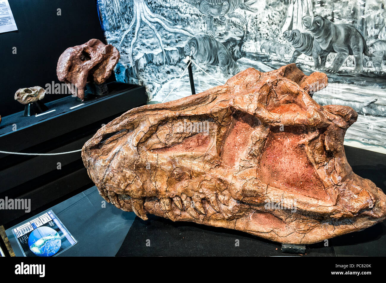 Fossilized skull of a Prestosuchus chiliquensis, a dinosaur that lived during the Middle Triassic in what is now Brazil. Mafra, Santa Catarina, Brazil Stock Photo