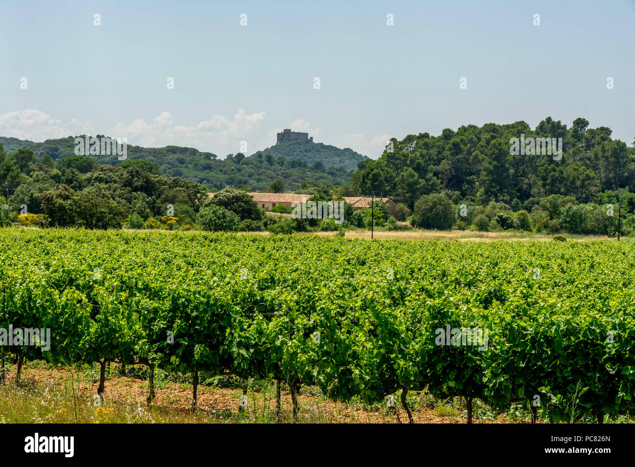 Vineyard near Narbonne,  Aude department, Occitanie, France, West Europe Stock Photo