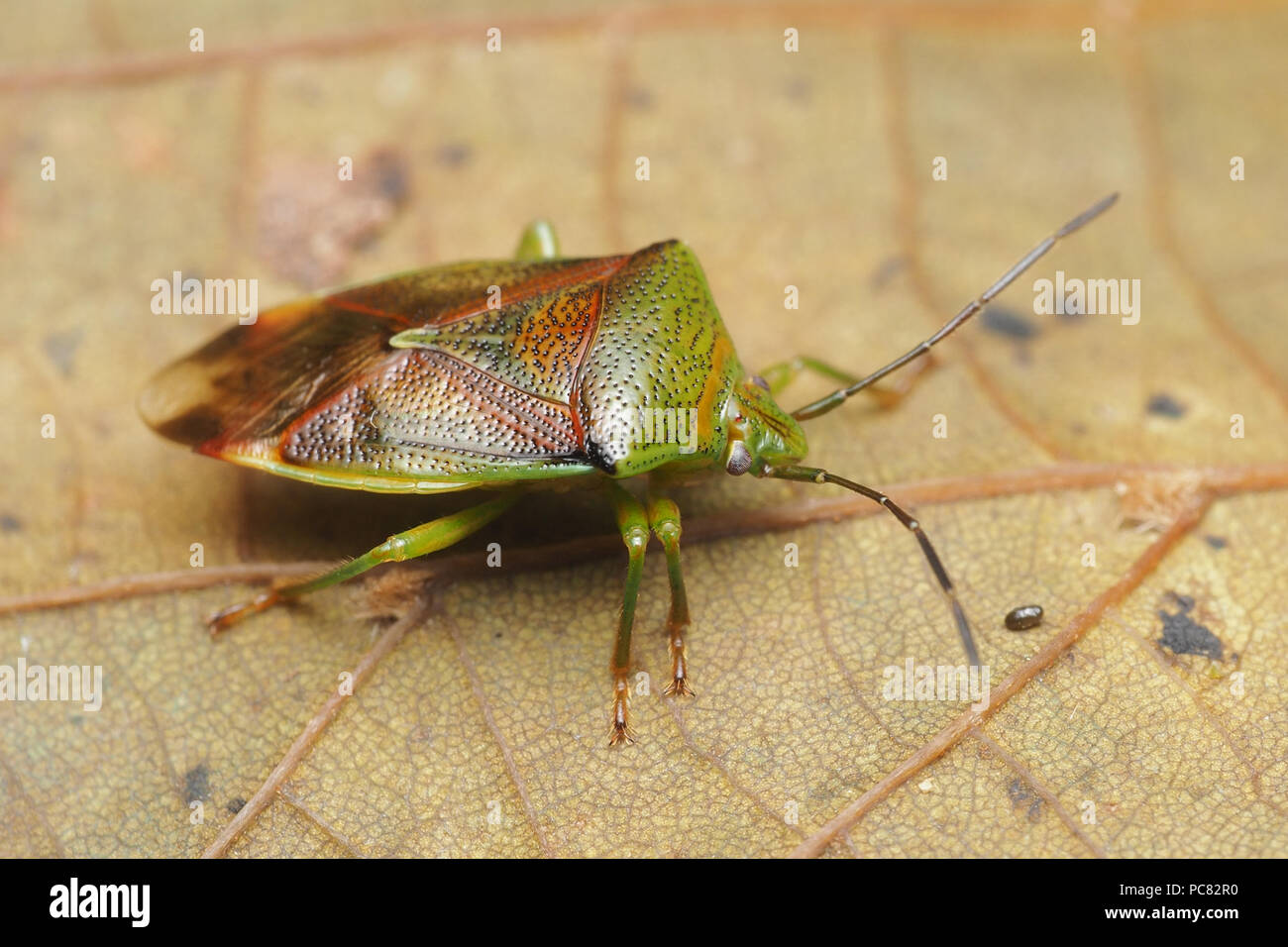 Birch Shieldbug (Elasmostethus interstinctus) resting on fallen leaf ...