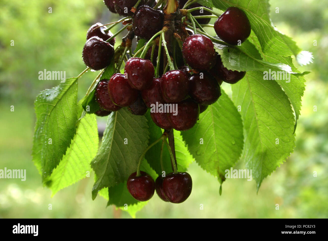 Close-up of ripe cherries in the tree Stock Photo