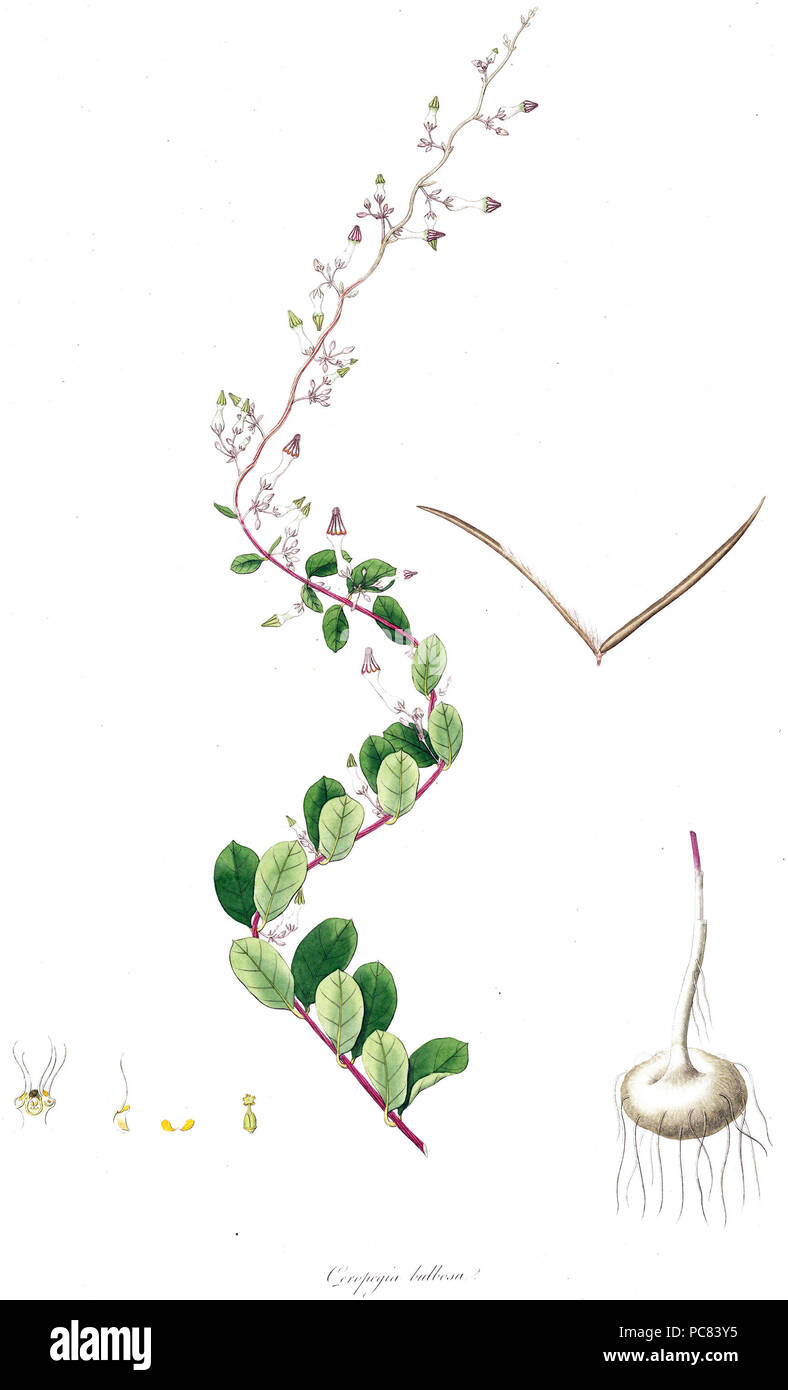 Southeast asian plant taxonomy history hi-res stock photography and ...