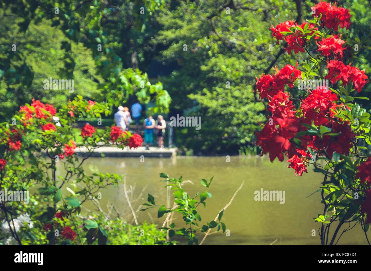 Beautiful spring landscape. Colorful flowers and greenery at the pond in the park. Stock Photo