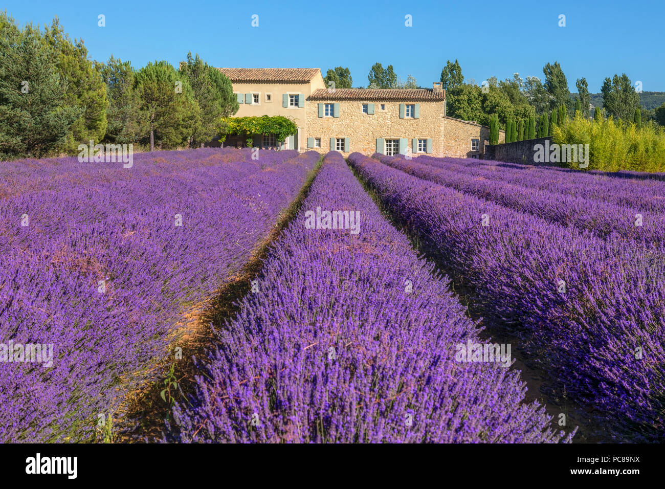Bonnieux Lavender Fields Apt Provence France Stock Photo Alamy
