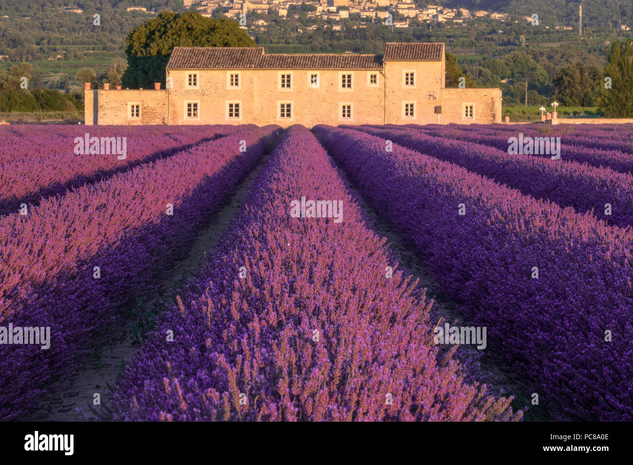 Bonnieux, lavender fields, Apt, Provence, France Stock Photo
