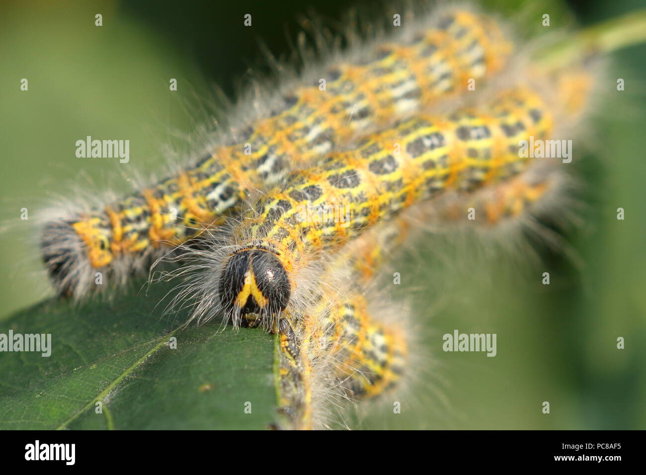 Yellow and black caterpillars hires stock photography and images Alamy