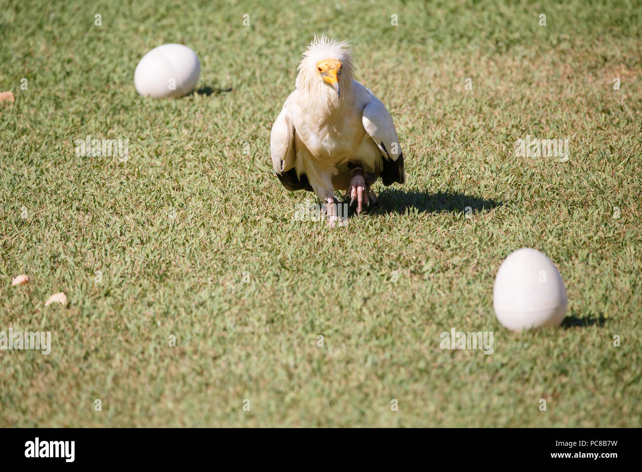 Egyptian vulture breaking plastic eggs with stones. Stock Photo