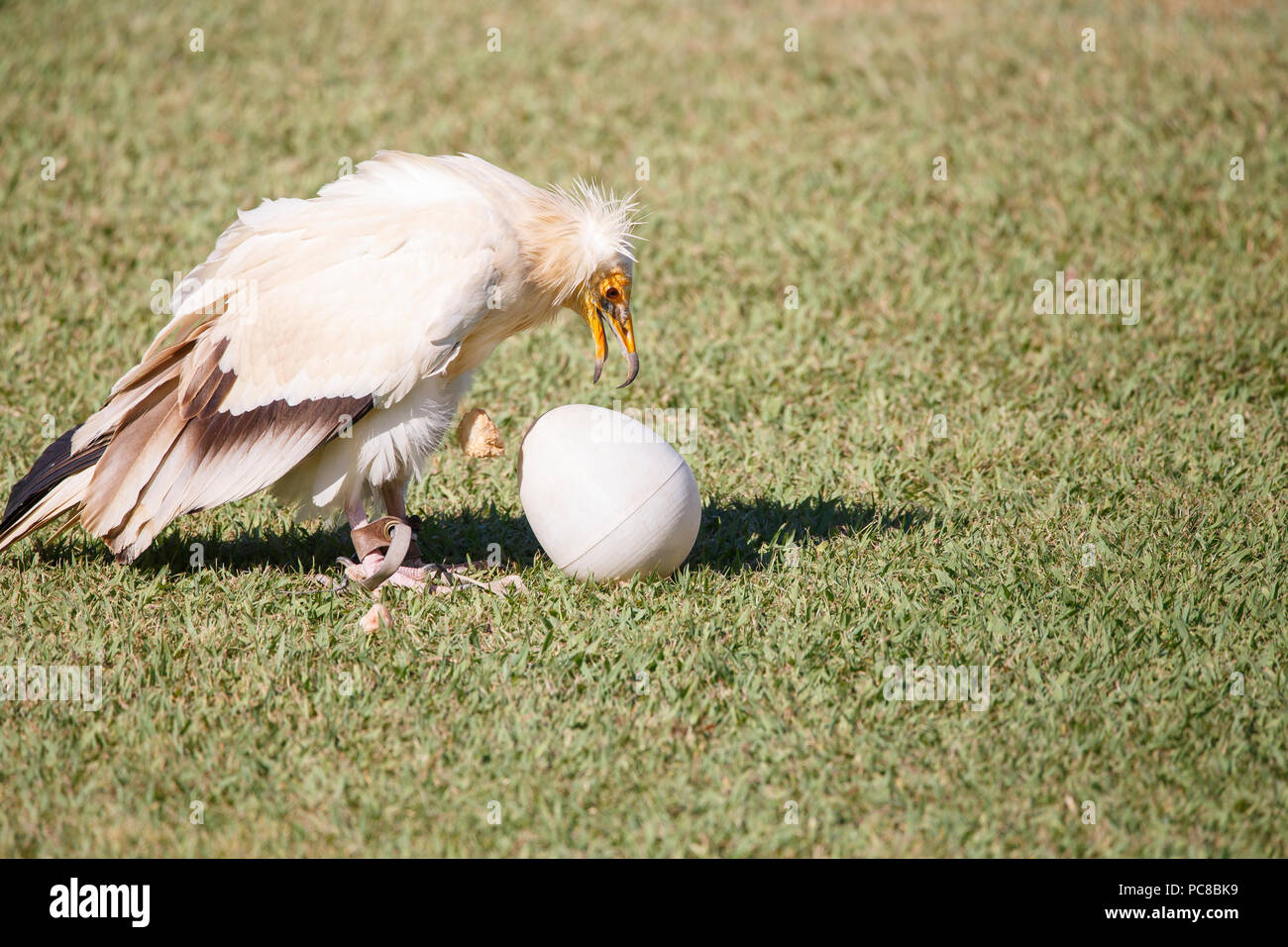 Egyptian vulture breaking plastic eggs with stones. Stock Photo