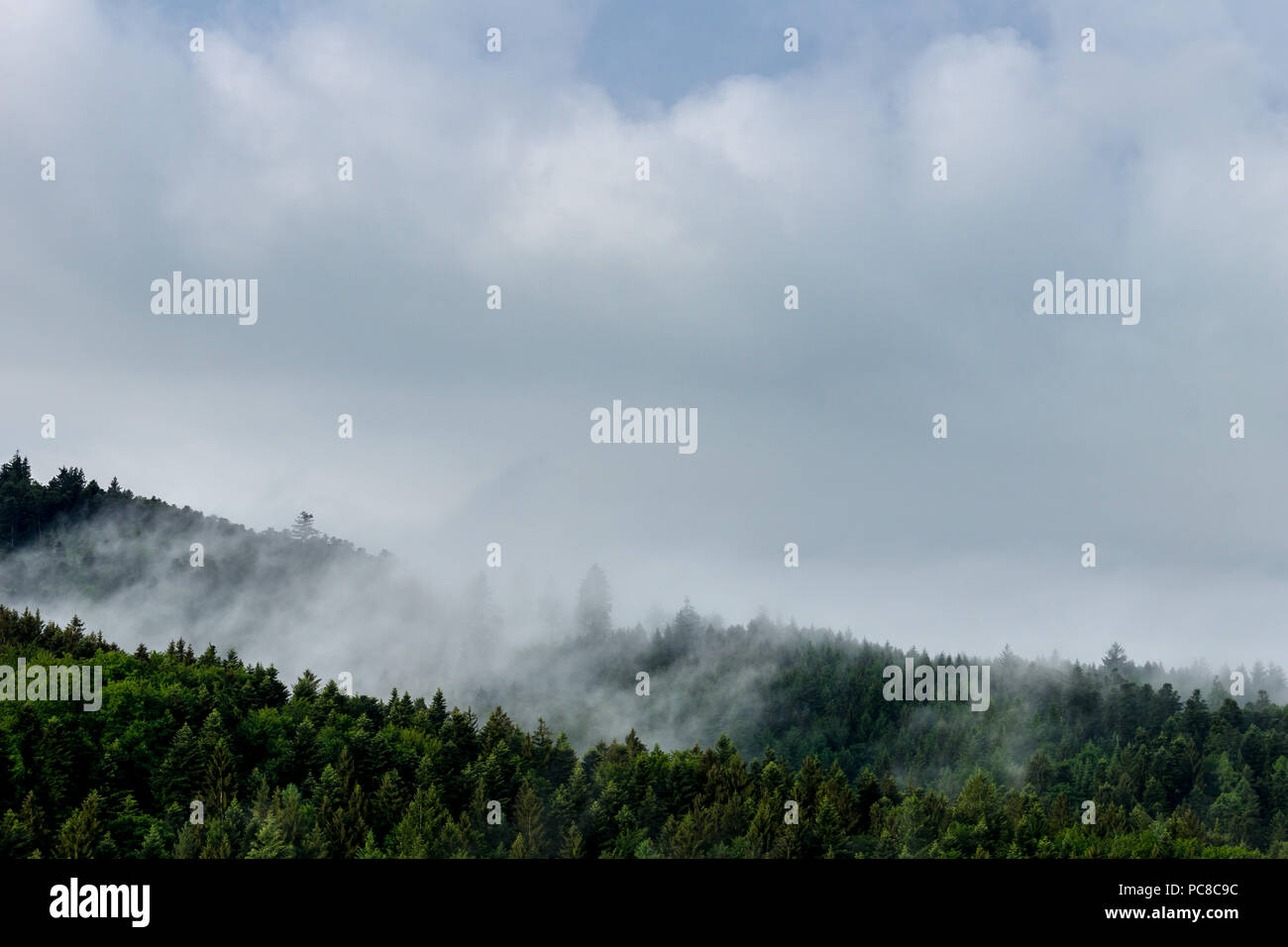 Germany, Foggy black forest landscape Stock Photo - Alamy
