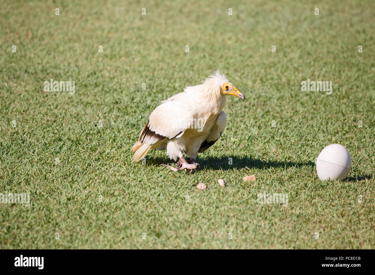 Egyptian vulture breaking plastic eggs with stones. Stock Photo