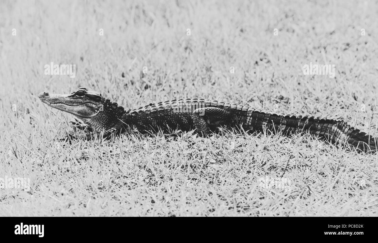 Black and white photo of baby alligator. Stock Photo