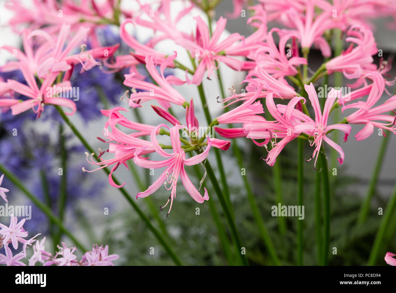Nerine bowdenii. Bowden lily flowers in a display at RHS Tatton Park