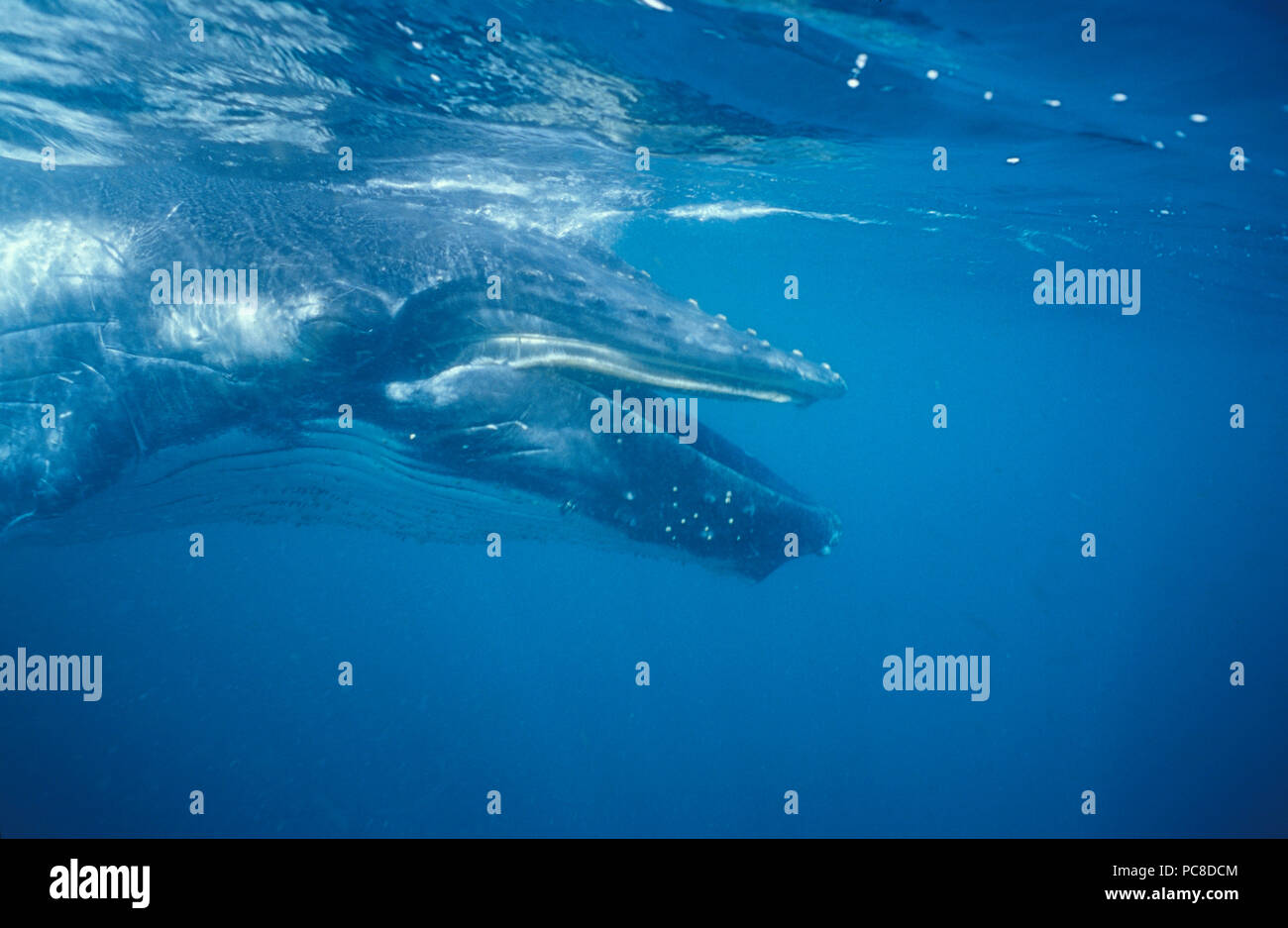 Humpback whale mouth open underwater hi-res stock photography and
