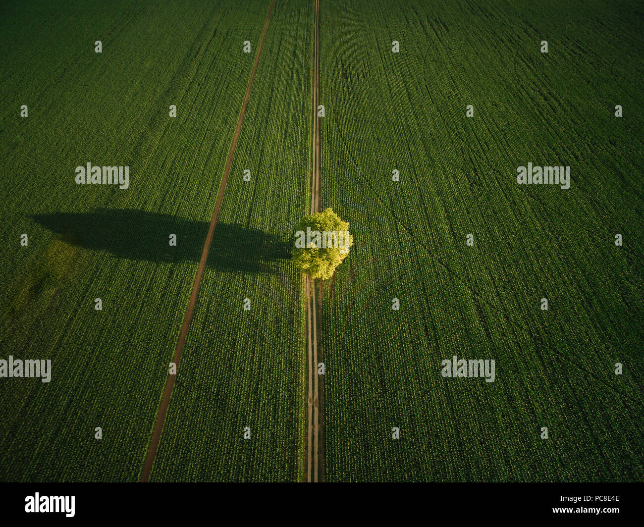 aerial view of lonely tree in agricultural field, europe Stock Photo ...