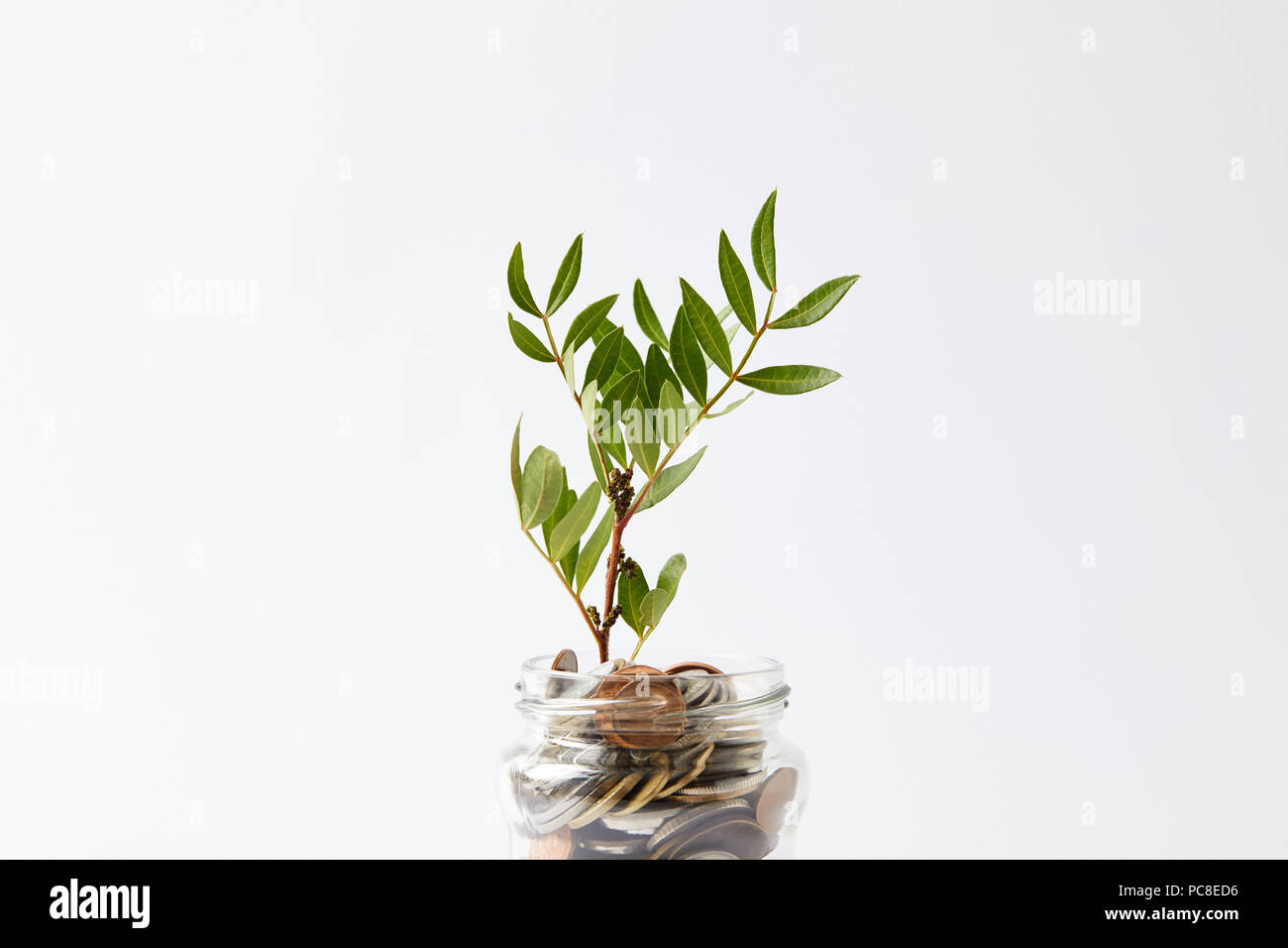 coins in glass jar with growing plant isolated on white Stock Photo - Alamy
