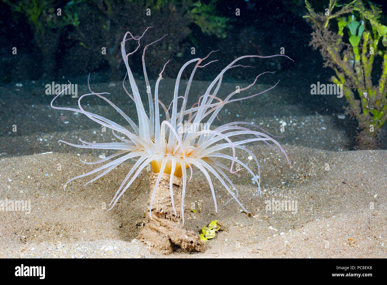 This tube anemone, Arachnanthus sp, is only visible at night and will retract when illuminated, Hawaii. Stock Photo