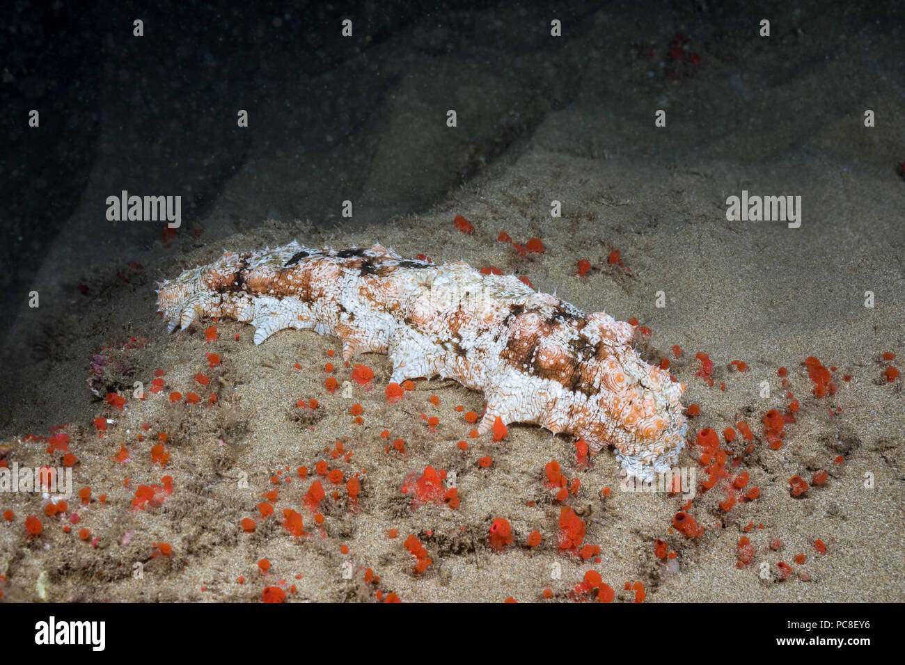 This sea cucumber, Holothuria pervicax, was photographed at night. It is rare to see during the day. Red boring sponge, Hamigera sp, is covering the f Stock Photo