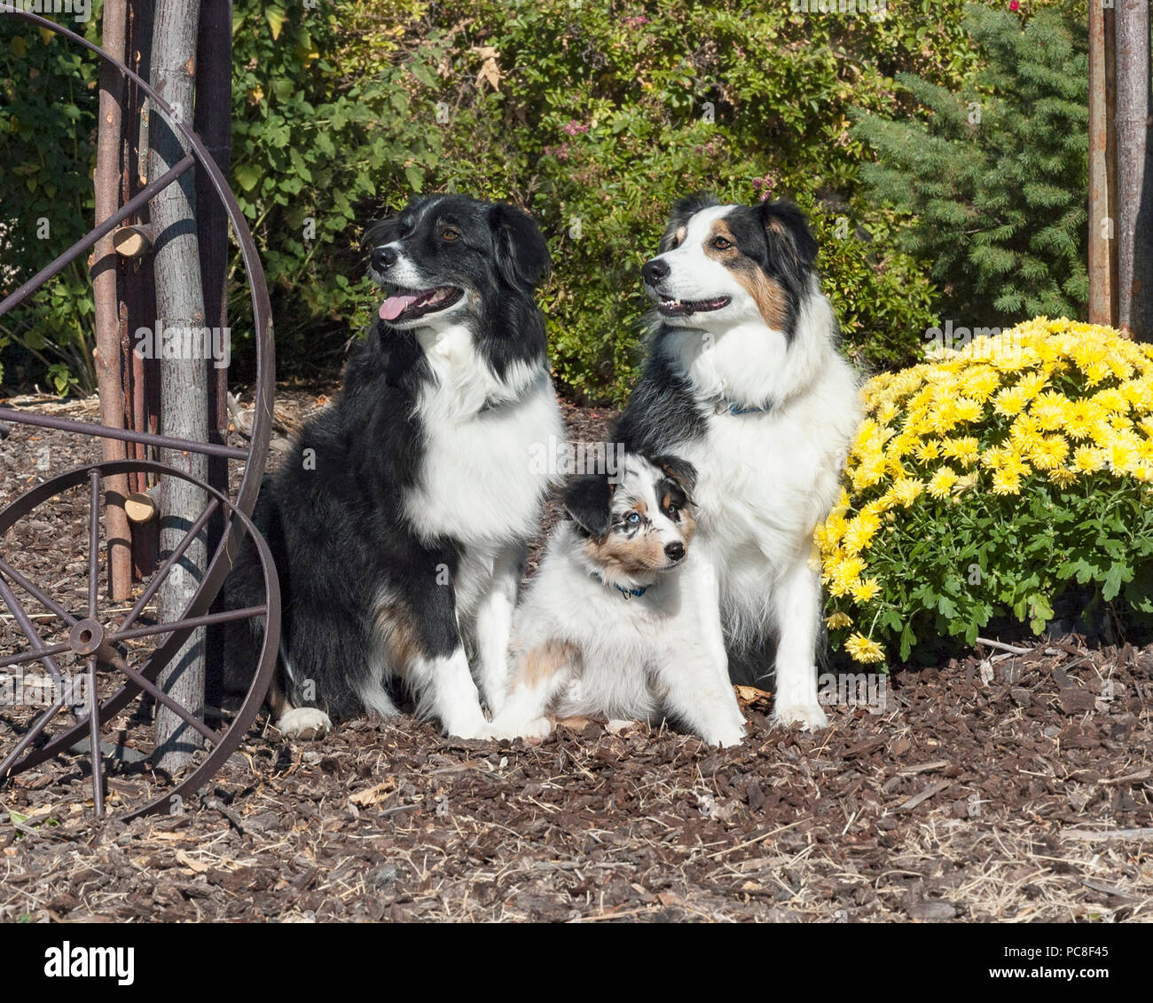 two lovely adult and one cute puppy australian shepherds sitting posed in a rustic garden Stock Photo