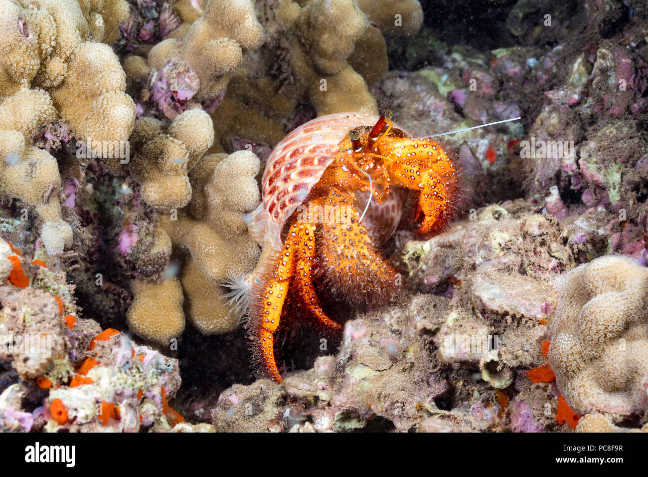 The white spotted hermit crab, Dardanus megistos, is one of the largest of this family in the world and can measure 12 inches long, Hawaii. Stock Photo