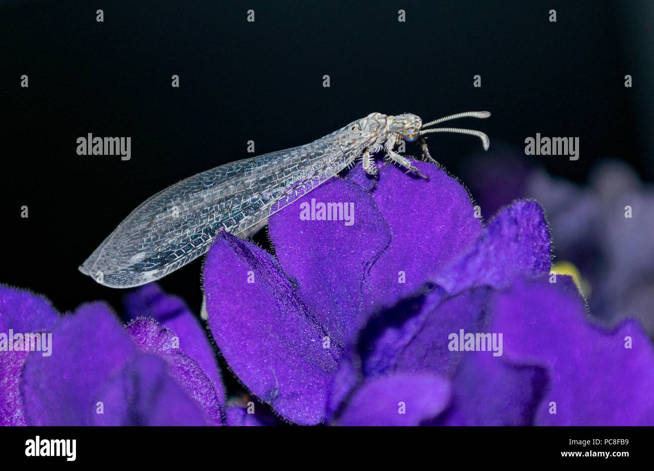 profile of an antlion insect perched on african violet flowers Stock Photo