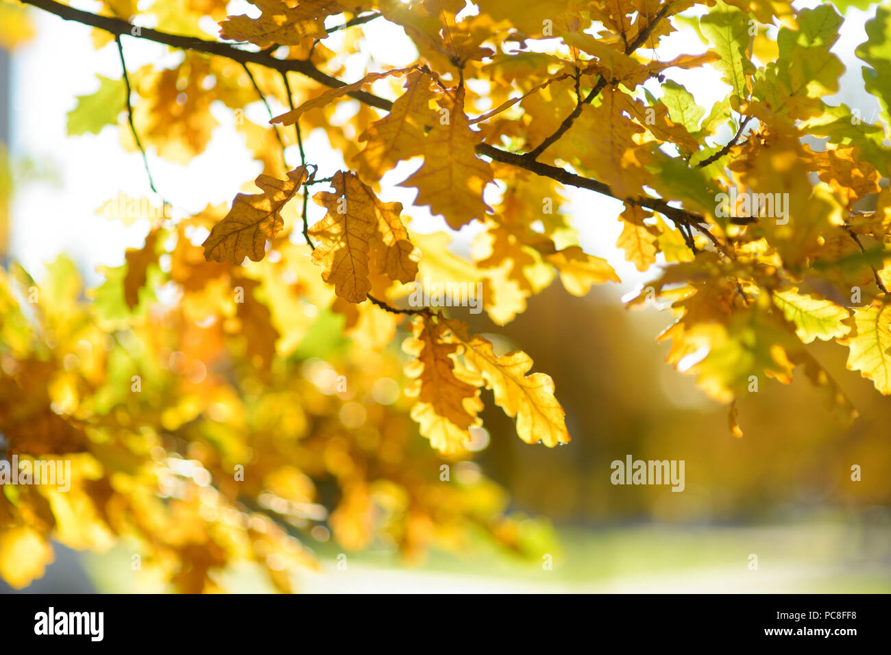 Beautiful golden oak leaves on a tree branch on bright autumn day Stock ...