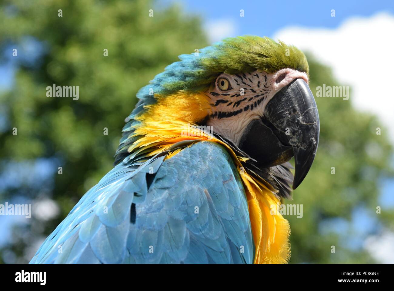 Tame Parrot at Tropical Birdland Stock Photo