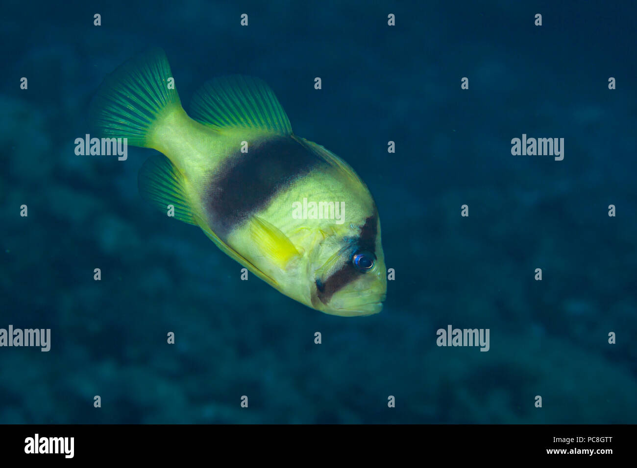 Barred Soapfish, Diploprion bifasciatum, is also known as the double-banded soapfish, Philippines. Stock Photo