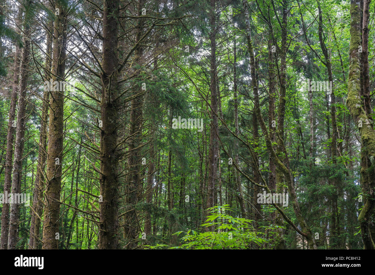 Dense Oregon coastal rainforest in the hills above the Pacific Ocean