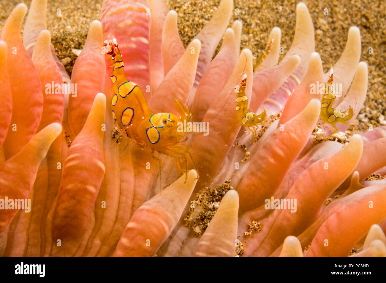 Four tiny squat shrimp, Thor amboinensis, on a sand anemone. The sand anemone, Heteractis malu, is the largest in Hawaii. When disturbed it will disap Stock Photo