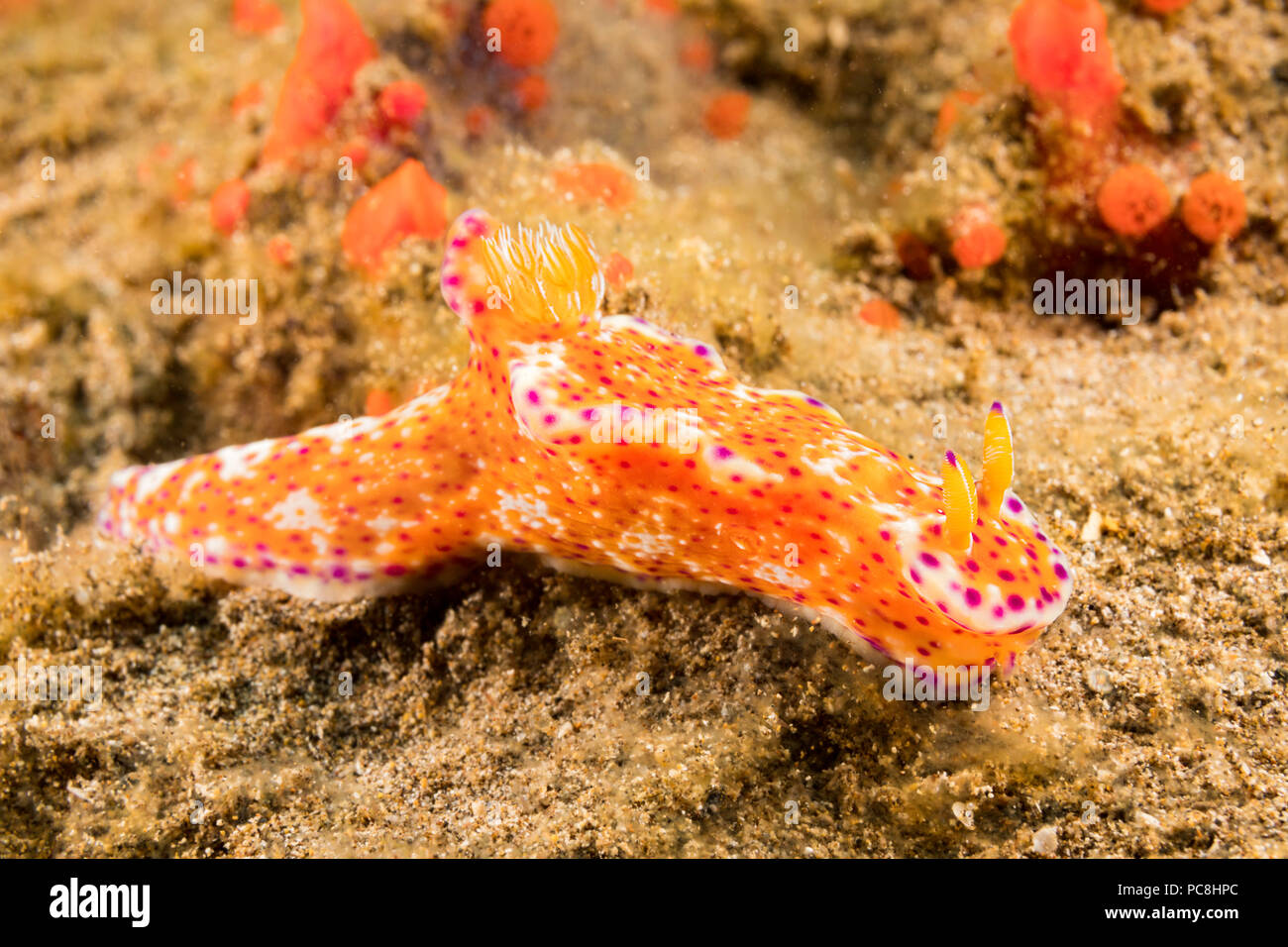 The kangaroo nudibranch, Ceratosoma tenue, reaches about three inches in length, Hawaii. Stock Photo